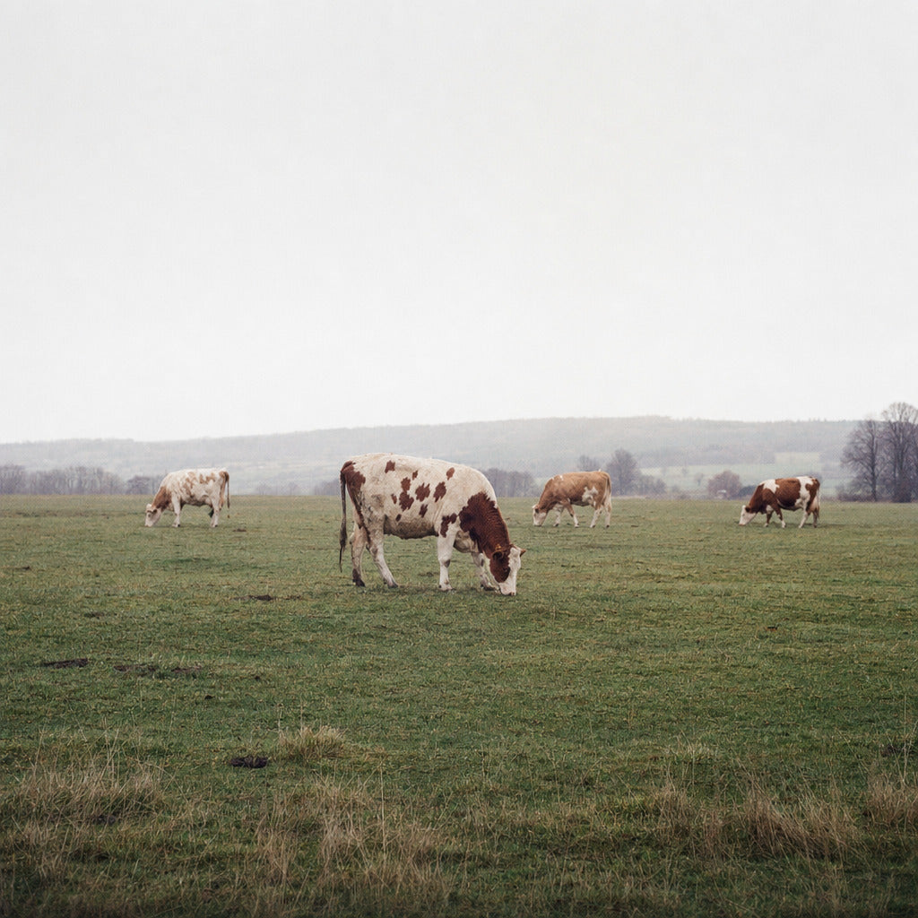Dairy cows grazing across a wide winter pasture under a flat overcast sky, bare treeline on the horizon